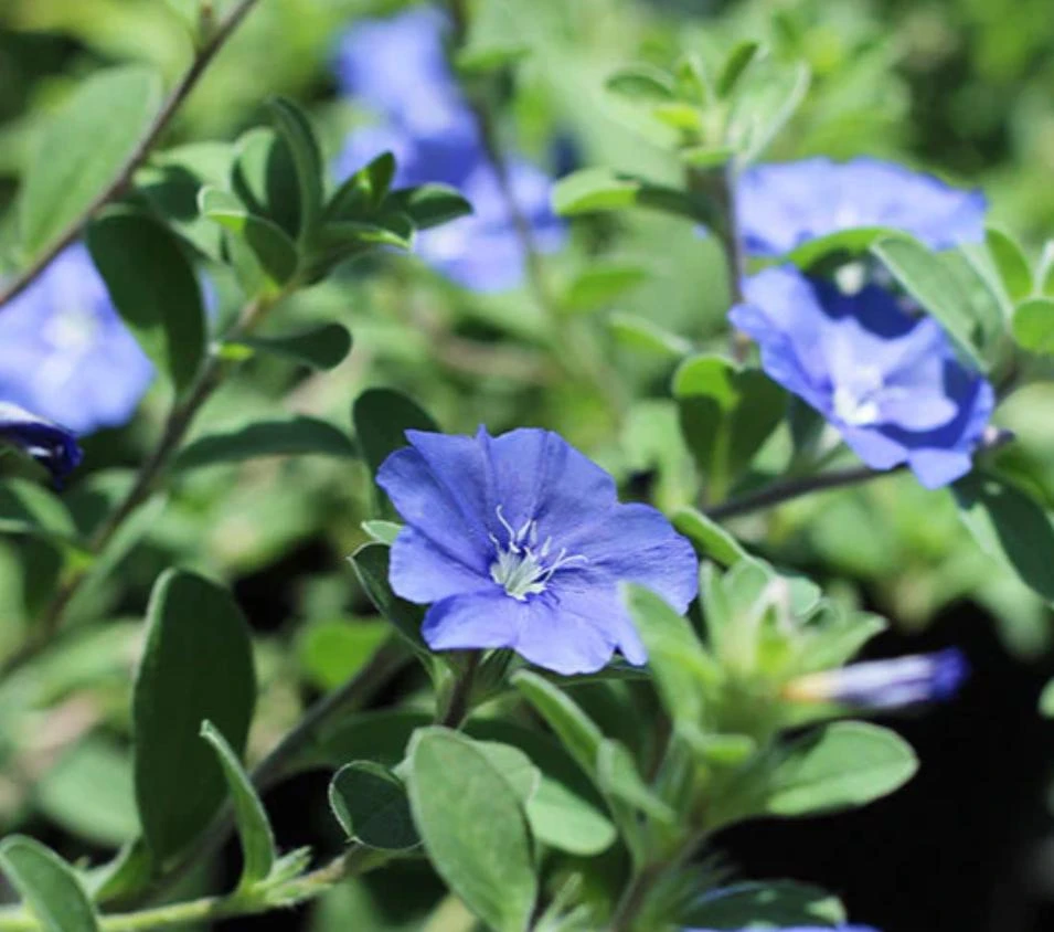 Blue Daze Live Plants Set of 2 – Evolvulus glomeratus – 3-6" Tall in 3-4" Pots - Image 3