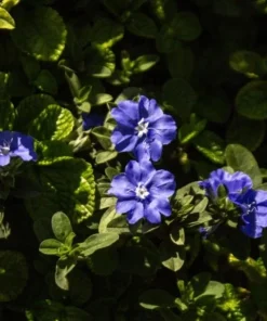 Blue Daze Live Plants Set of 2 – Evolvulus glomeratus – 3-6