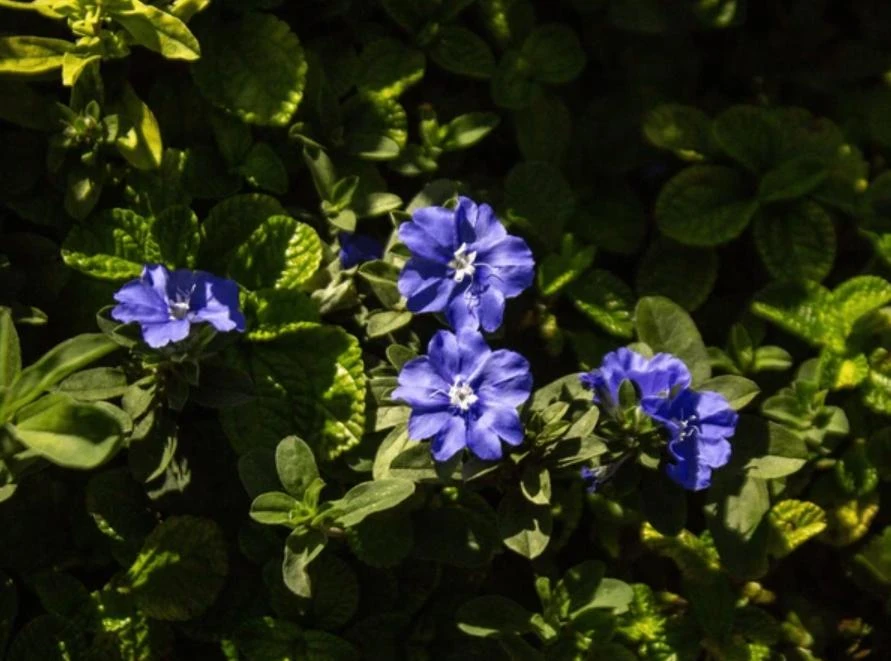 Blue Daze Live Plants Set of 2 – Evolvulus glomeratus – 3-6" Tall in 3-4" Pots - Image 4