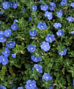 Blue Daze Live Plants Set of 2 – Evolvulus glomeratus – 3-6