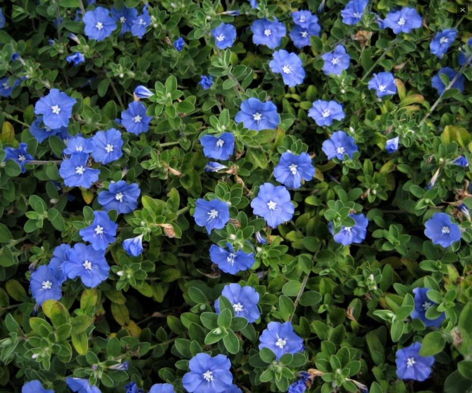 Blue Daze Live Plants Set of 2 – Evolvulus glomeratus – 3-6" Tall in 3-4" Pots - Image 5