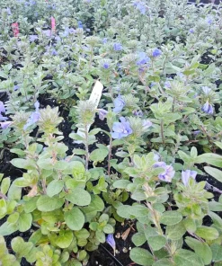 Blue Daze Live Plants Set of 2 – Evolvulus glomeratus – 3-6