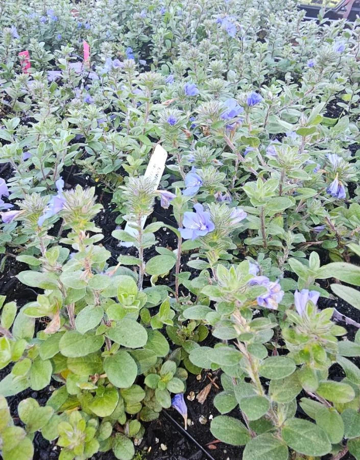 Blue Daze Live Plants Set of 2 – Evolvulus glomeratus – 3-6" Tall in 3-4" Pots - Image 6