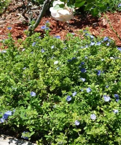 Blue Daze Live Plants Set of 2 – Evolvulus glomeratus – 3-6
