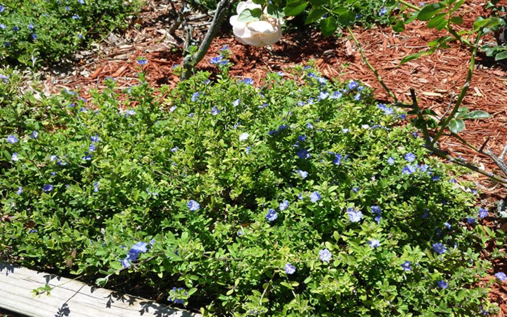 Blue Daze Live Plants Set of 2 – Evolvulus glomeratus – 3-6" Tall in 3-4" Pots - Image 8