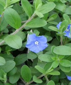 Blue Daze Live Plants Set of 2 – Evolvulus glomeratus – 3-6