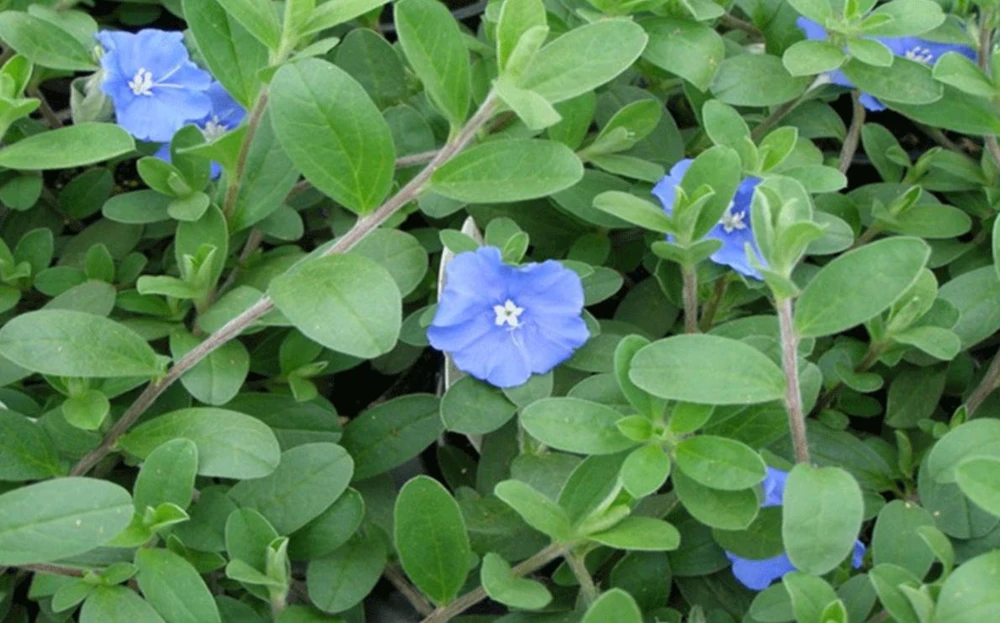 Blue Daze Live Plants Set of 2 – Evolvulus glomeratus – 3-6" Tall in 3-4" Pots - Image 9