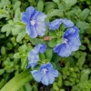 Blue Daze Live Plants Set of 2 – Evolvulus glomeratus – 3-6" Tall in 3-4" Pots - Image 1