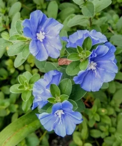 Blue Daze Live Plants Set of 2 – Evolvulus glomeratus – 3-6