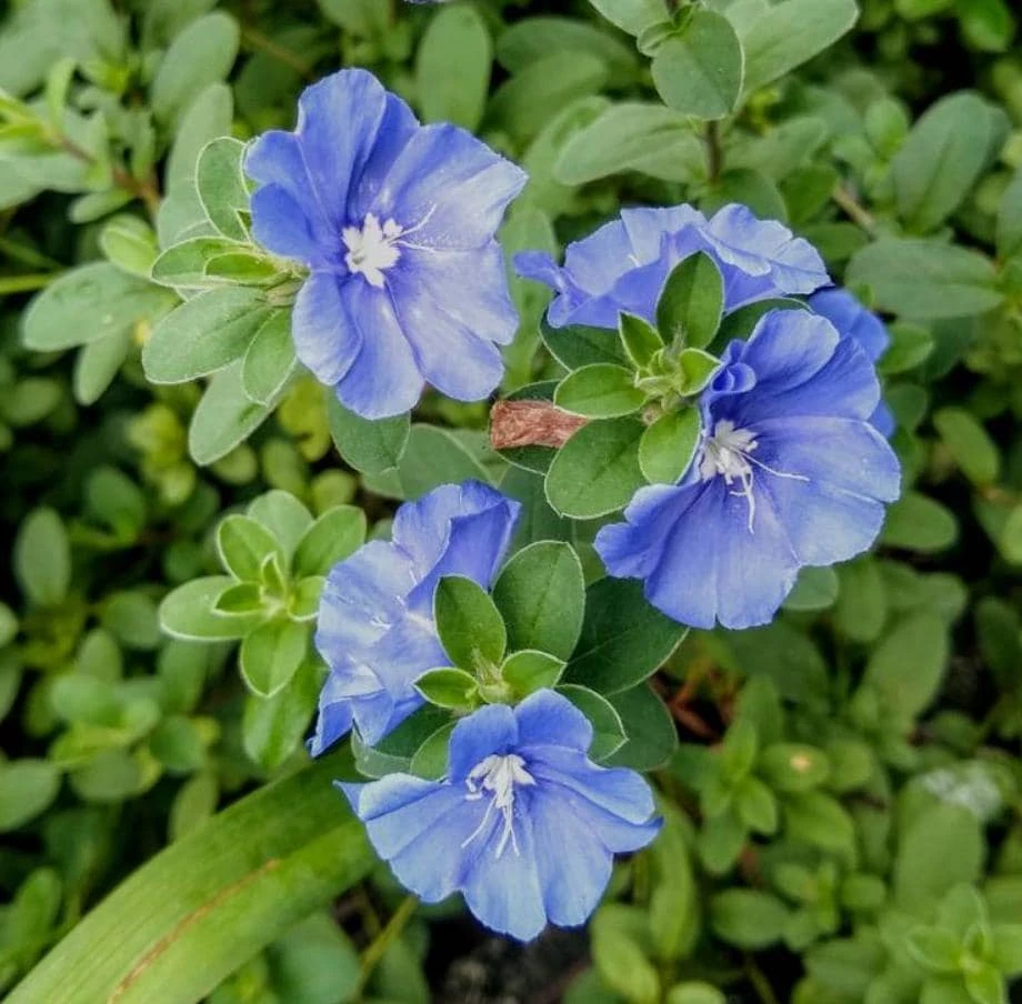 Blue Daze Live Plants Set of 2 – Evolvulus glomeratus – 3-6" Tall in 3-4" Pots - Image 1