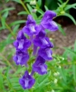 Blue Dragon Perennial Seeds - 50 Count Dracocephalum Seeds - Full Sun - Image 2