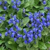 Blue Dragon Perennial Seeds - 50 Count Dracocephalum Seeds - Full Sun - Image 1