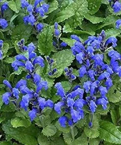 Blue Dragon Perennial Seeds - 50 Count Dracocephalum Seeds - Full Sun - Image 1