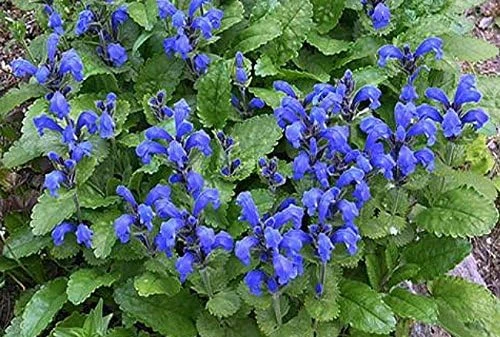 Blue Dragon Perennial Seeds - 50 Count Dracocephalum Seeds - Full Sun - Image 1