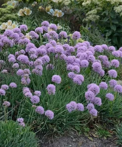 Blue Eddy Allium Flowering Onion Perennial Live Plant - Gallon Pot - Zones 4-8 - Image 1