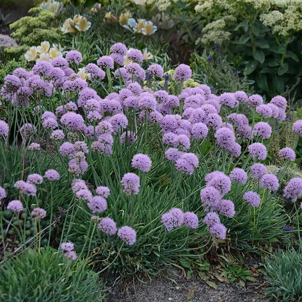 Blue Eddy Allium Flowering Onion Perennial Live Plant - Gallon Pot - Zones 4-8 - Image 1