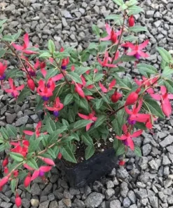 Blue Eyed Fuchsia Live Plant - 1 Gallon Pot - Shade-Loving Cascading Flower - Image 2