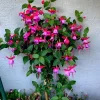 Blue Eyed Fuchsia Live Plant - 1 Gallon Pot - Shade-Loving Cascading Flower - Image 1
