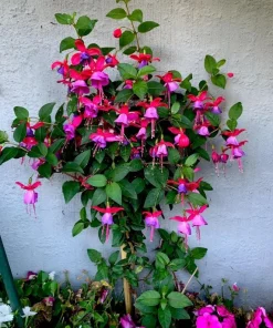 Blue Eyed Fuchsia Live Plant - 1 Gallon Pot - Shade-Loving Cascading Flower - Image 1