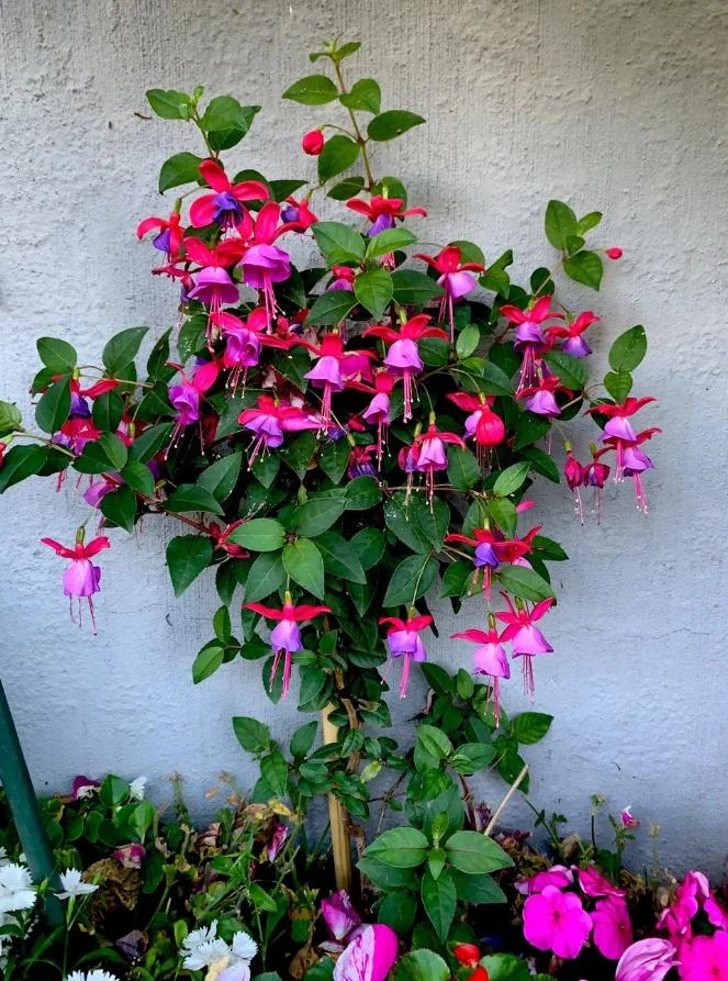 Blue Eyed Fuchsia Live Plant - 1 Gallon Pot - Shade-Loving Cascading Flower - Image 1
