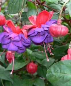 Blue Eyed Fuchsia Live Plant - 1 Gallon Pot - Shade-Loving Cascading Flower - Image 3