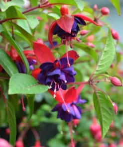 Blue Eyed Fuchsia Live Plant - 1 Gallon Pot - Shade-Loving Cascading Flower - Image 4