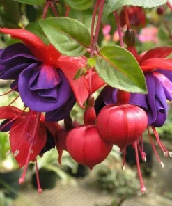 Blue Eyed Fuchsia Live Plant - 1 Gallon Pot - Shade-Loving Cascading Flower - Image 5