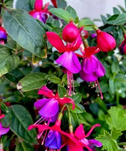 Blue Eyed Fuchsia Live Plant - 1 Gallon Pot - Shade-Loving Cascading Flower - Image 6