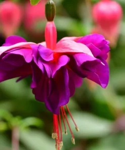Blue Eyed Fuchsia Live Plant - 5