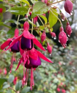 Blue Eyed Fuchsia Live Plant - 5