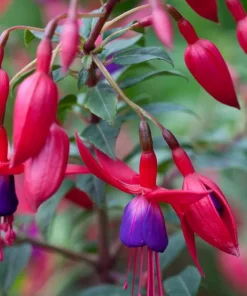 Blue Eyed Fuchsia Live Plant - 5