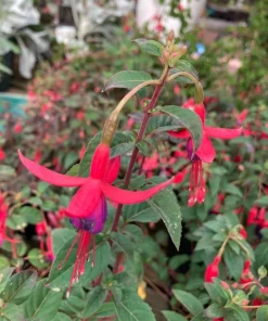 Blue Eyed Fuchsia Live Plant - 5