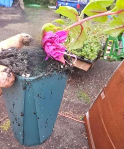 Blue Eyed Fuchsia Live Plant - 5