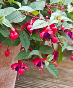 Blue Eyed Fuchsia Live Plant - 5