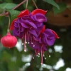 Blue Eyed Fuchsia Live Plant - 5" Pot, 10-14" Tall Shrub, Multi-Color Flowers - Image 1