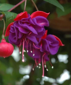 Blue Eyed Fuchsia Live Plant - 5