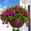 Blue Eyed Fuchsia Live Plant - Pink & Blue Flowers, 4-6 inch Tall, 5 Inch Pot - Image 1
