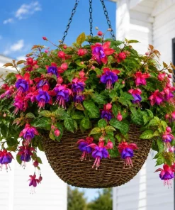 Blue Eyed Fuchsia Live Plant - Pink & Blue Flowers, 4-6 inch Tall, 5 Inch Pot - Image 1
