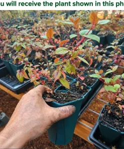 Blue Eyed Fuchsia Live Plant - Pink & Blue Flowers, 4-6 inch Tall, 5 Inch Pot - Image 2