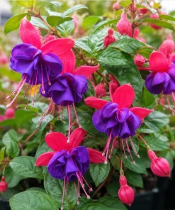 Blue Eyed Fuchsia Live Plant - Pink & Blue Flowers, 4-6 inch Tall, 5 Inch Pot - Image 3