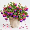Blue Eyed Fuchsia Live Plant - Pink & Blue Flowers, 4-6 inch Tall, 5 inch Pot - Image 1