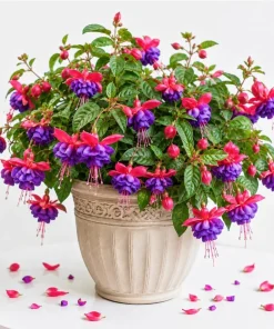 Blue Eyed Fuchsia Live Plant - Pink & Blue Flowers, 4-6 inch Tall, 5 inch Pot - Image 1