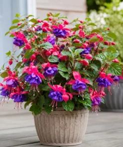 Blue Eyed Fuchsia Live Plant - Pink & Blue Flowers, 4-6 inch Tall, 5 inch Pot - Image 5