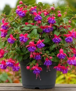 Blue Eyed Fuchsia Live Plant - Pink & Blue Flowers, 4-6 inch Tall, 5 Inch Pot - Image 6
