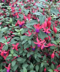 Blue-Eyed Fuchsia Live Plant Set – 2 Plants, 5