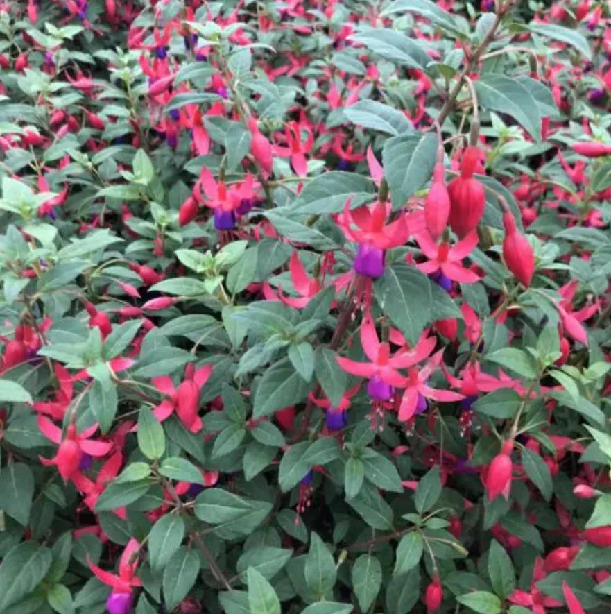 Blue-Eyed Fuchsia Live Plant Set – 2 Plants, 5" Pots, 10-14" Tall – Hot Pink, Red, Blue Blooms - Image 2