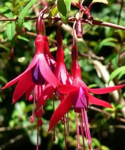 Blue-Eyed Fuchsia Live Plant Set – 2 Plants, 5