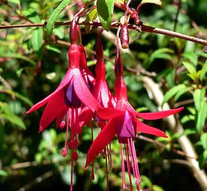 Blue-Eyed Fuchsia Live Plant Set – 2 Plants, 5" Pots, 10-14" Tall – Hot Pink, Red, Blue Blooms - Image 3