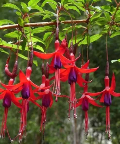 Blue-Eyed Fuchsia Live Plant Set – 2 Plants, 5