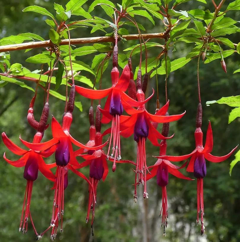 Blue-Eyed Fuchsia Live Plant Set – 2 Plants, 5" Pots, 10-14" Tall – Hot Pink, Red, Blue Blooms - Image 4